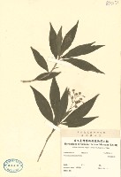 紫背鹿銜草藏品圖，第2張